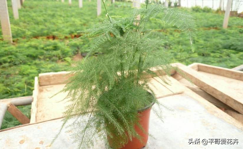 教师节给老师送什么花,教师节快要到了送给老师什么花了