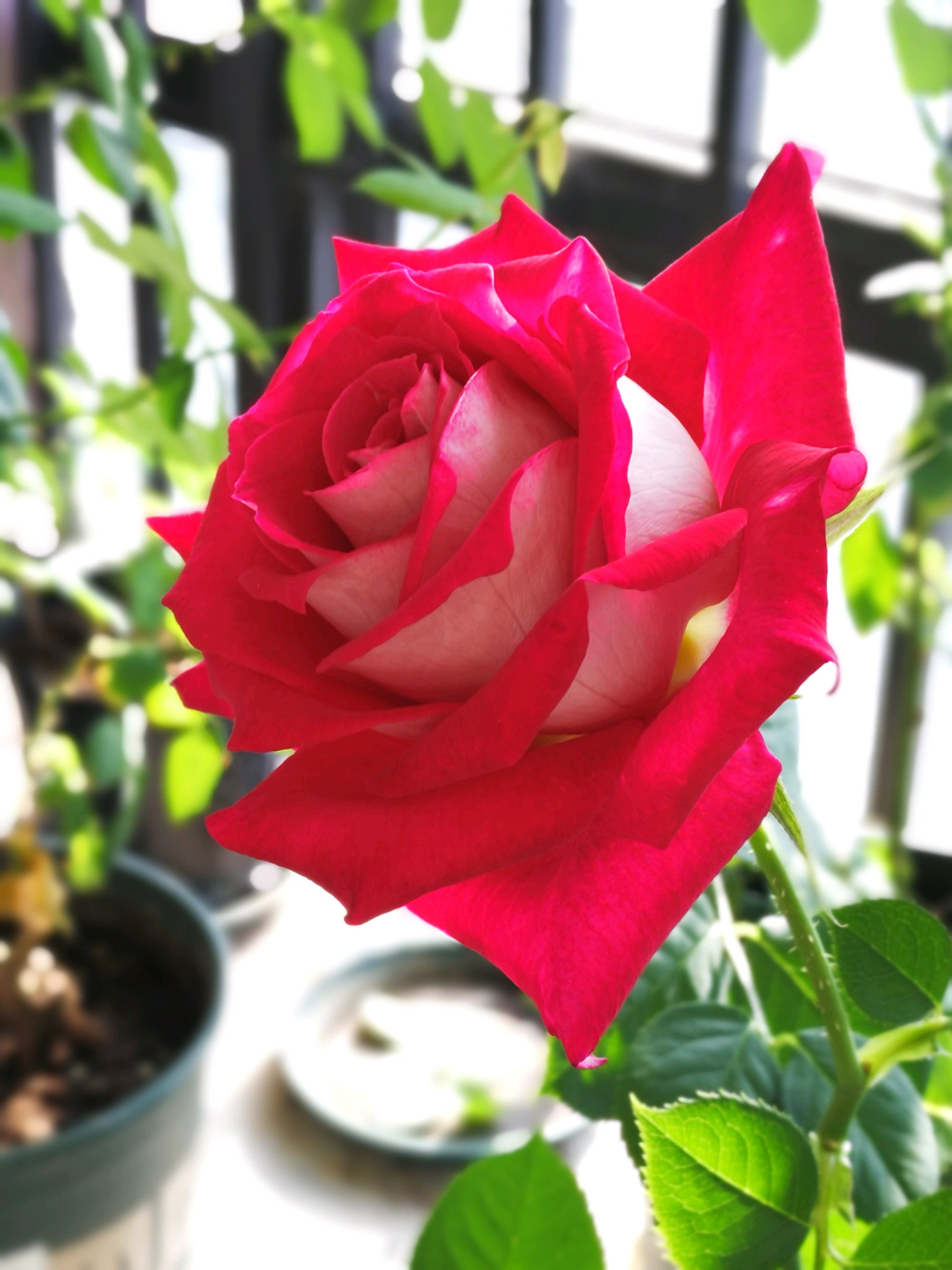 哪些盆栽月季花很香,推荐一款又香又好看的月季花