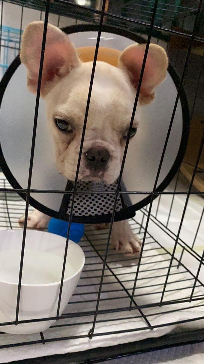 买只法斗小狗狗,买一只小法斗要多少钱