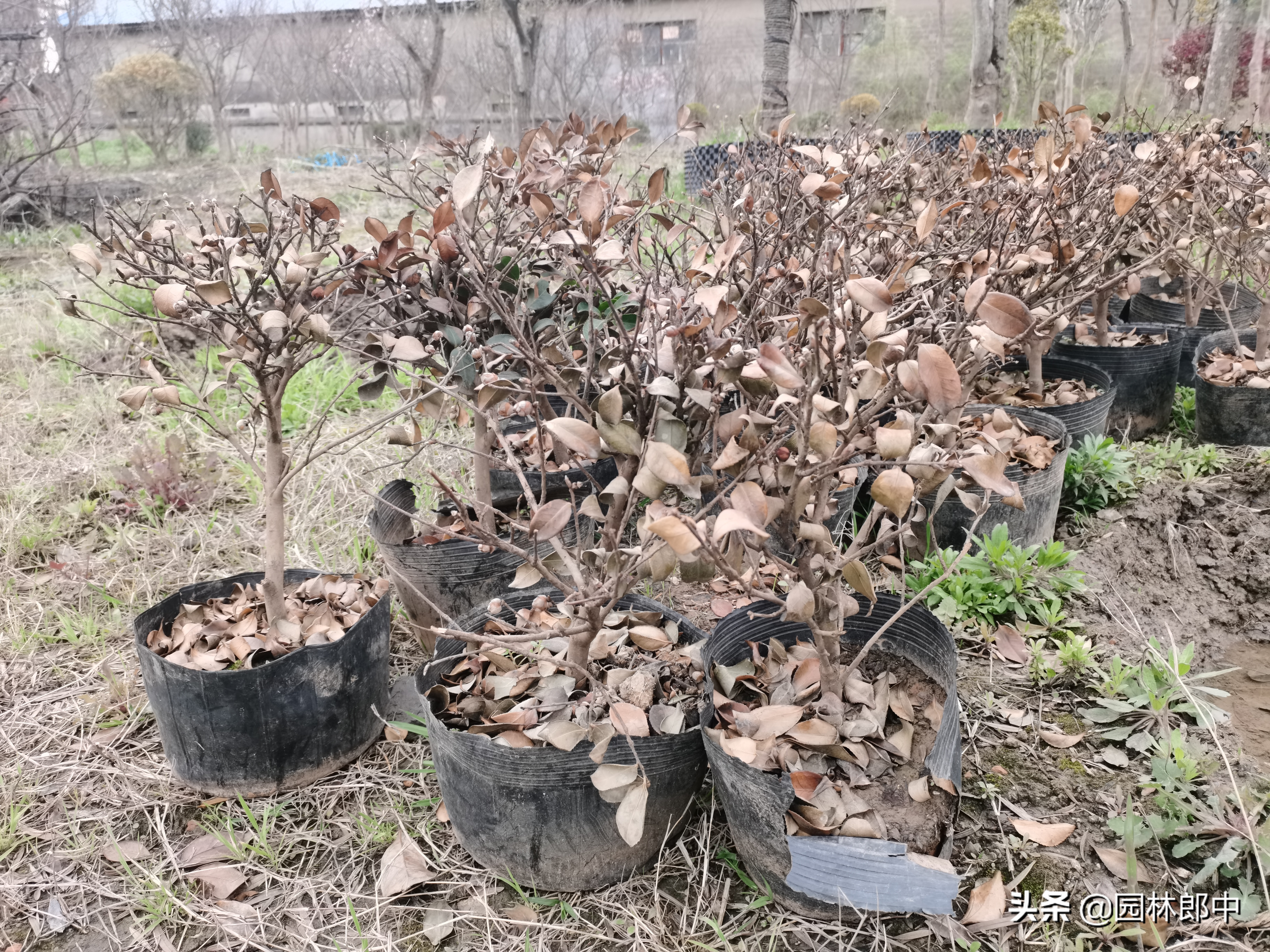 苗木冻伤了怎么补救,苗木霜冻了怎么补救