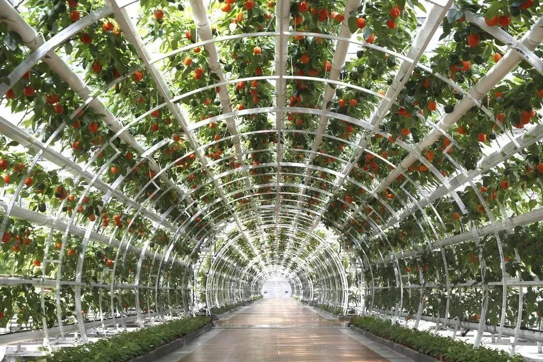 一颗白菜卖60多块钱!拯救韩国人今年的餐桌,全靠山东寿光了