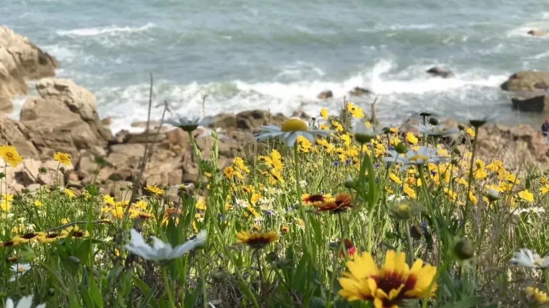 青岛西海岸啤酒节攻略,青岛西海岸周末去哪玩