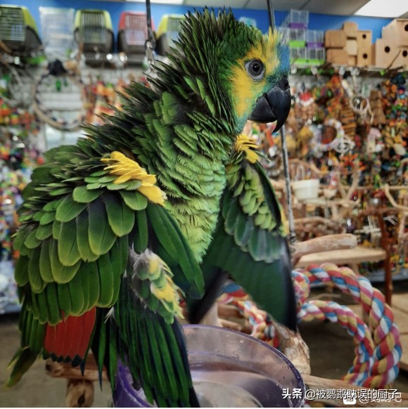 欧美最普遍的宠物鹦鹉品种,外国宠物店有什么鹦鹉品种