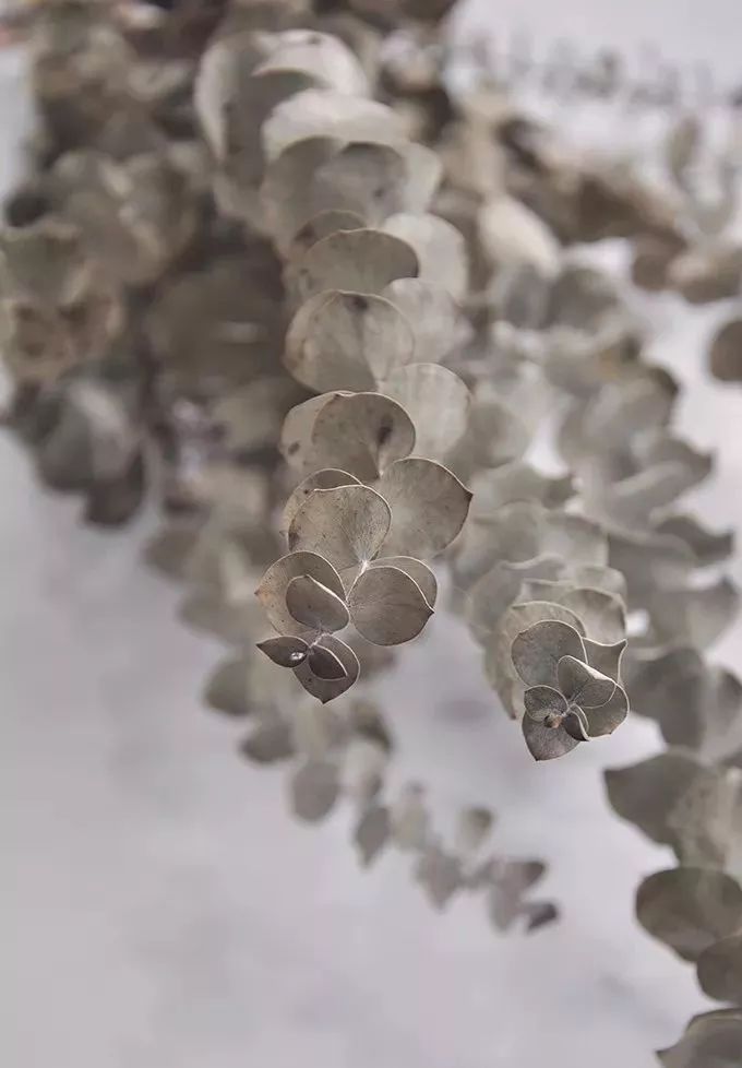 适合做干花的7种花,太阳花切花怎么做干花