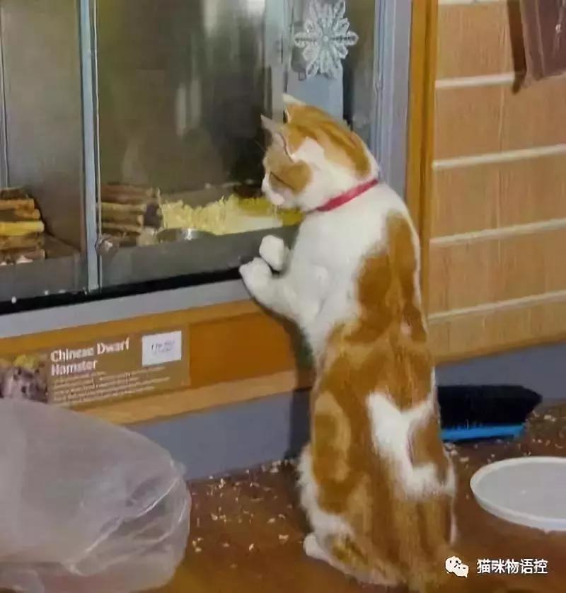 这只猫每天都去逛宠物店,专挑特价小鱼干和耗子瞅……