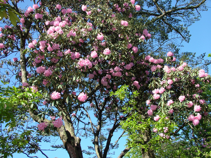 成都去峨眉山乐山大佛旅游攻略,五一峨眉山和乐山大佛穿什么