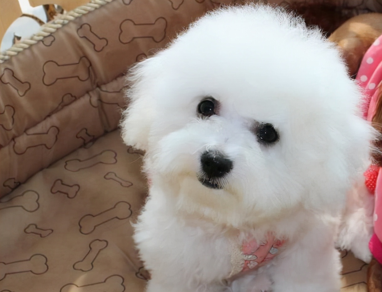 全国最受欢迎的10种狗狗,超级金贵的狗狗你知道几种