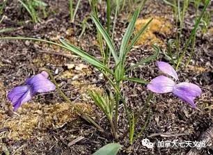 加拿大的国花是什么花,加拿大的国花国树图片