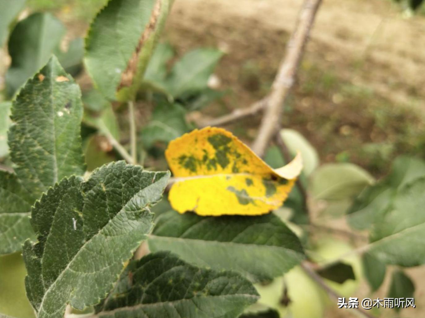 苹果树叶子发黄是缺什么,春天苹果树叶子发黄怎么办