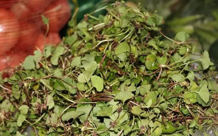 云南傣族野菜蘸水配方,野菜怎么做好吃法大全视频