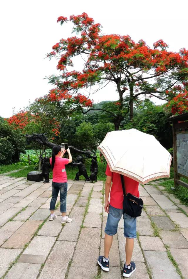 毕业季的凤凰花和栀子花,毕业季凤凰花开的时候