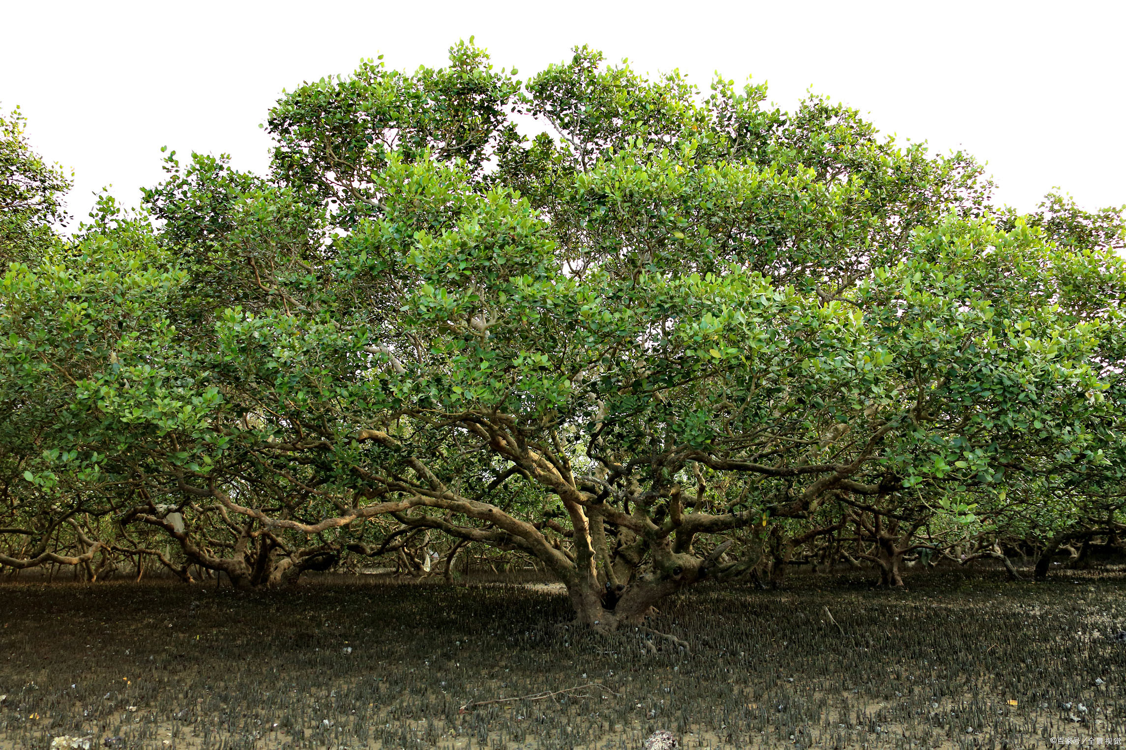 湛江市特呈岛好玩吗,湛江特呈岛好玩的