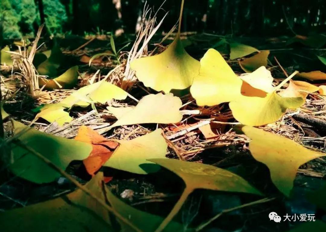 北京红螺寺银杏最佳观赏时间,北京赏银杏景区有哪些