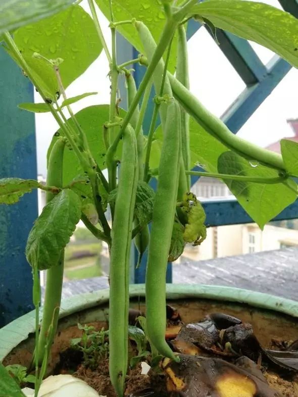 自家阳台小菜园种的纯天然蔬菜,阳台种植一年四季可以吃的蔬菜