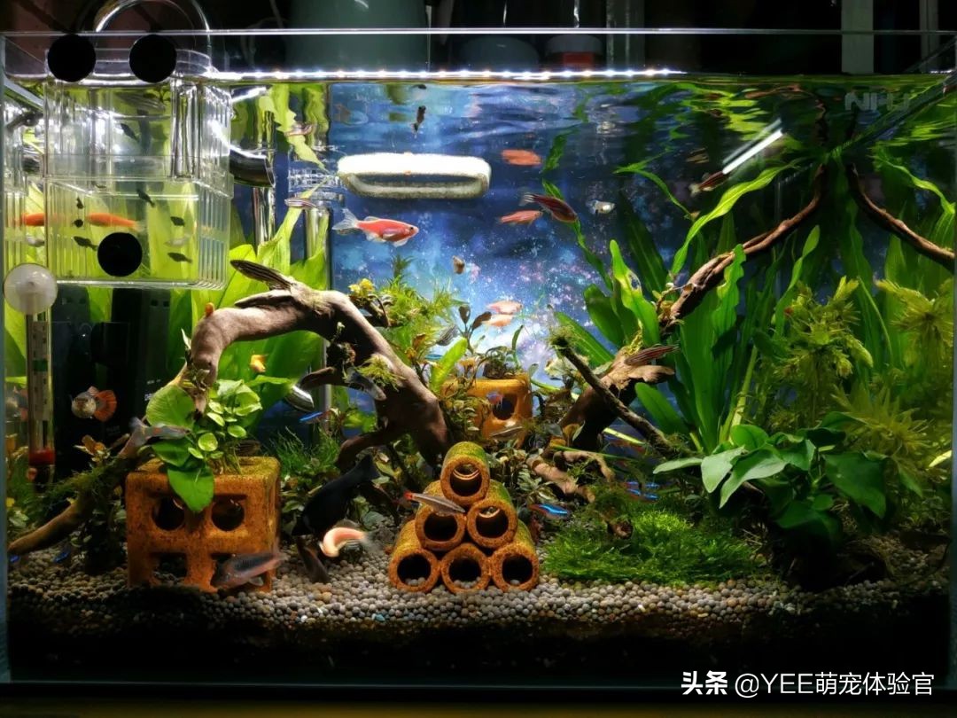 养鱼硝化细菌的正确使用方法,养鱼必备硝化细菌