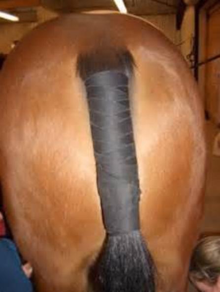 打马球有什么要求吗,打马球要先会马术吗