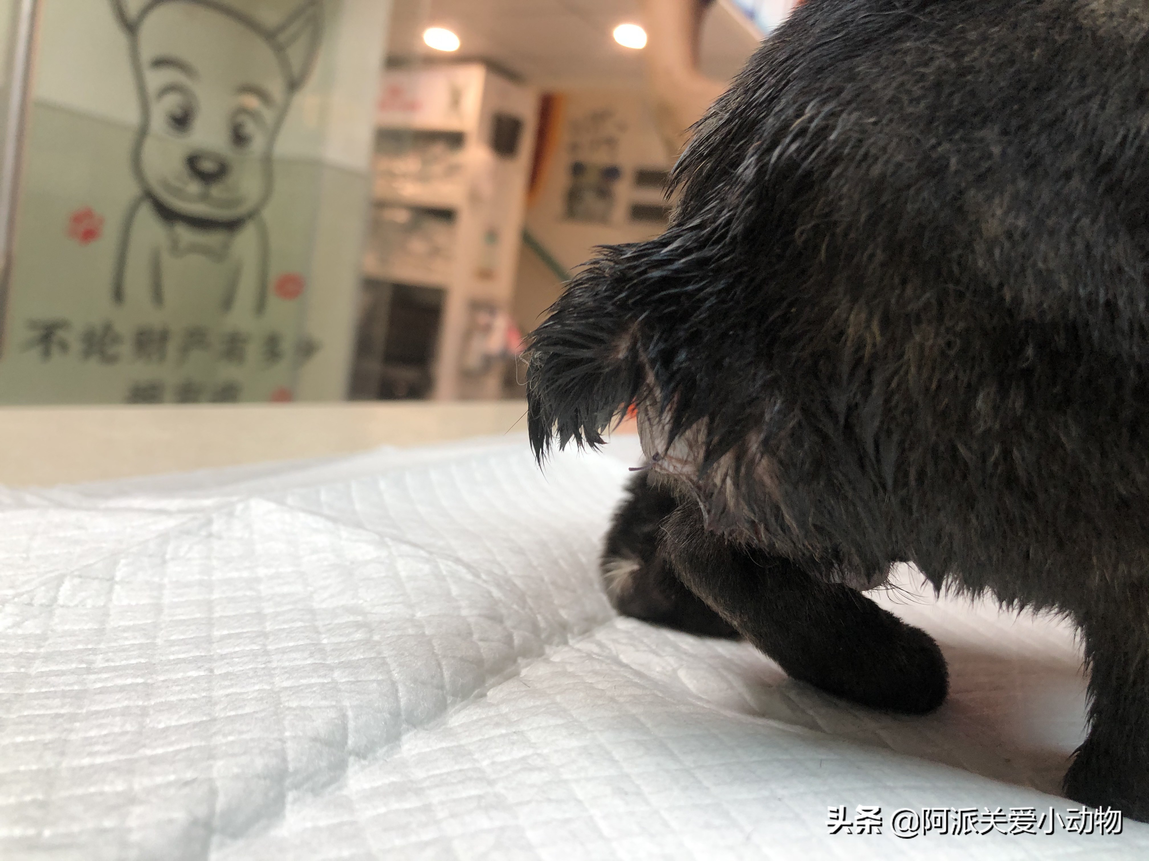 墨墨：屁屁烂得血红的小斗牛，会不会是第二个“白月初”