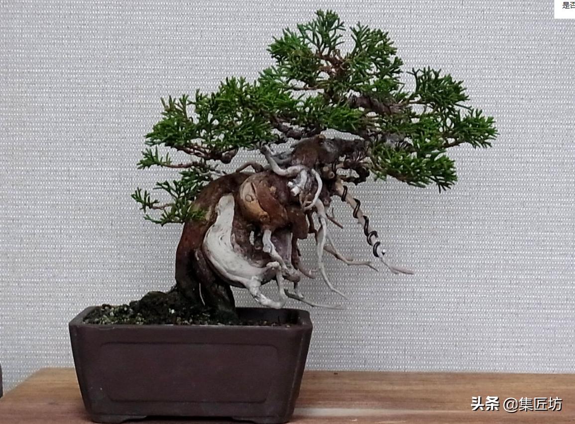 盆景干枯舍利制作,舍利干桩盆景图片