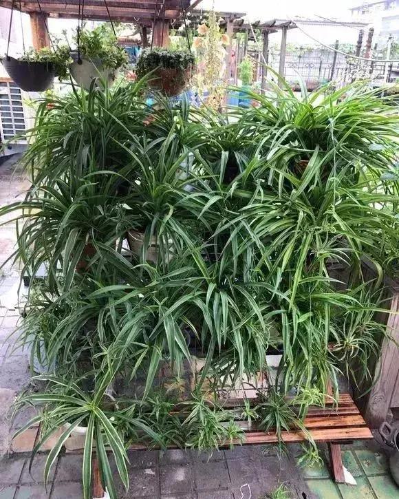 净化空气吸甲醛最好的花排名,什么花净化甲醛效果好