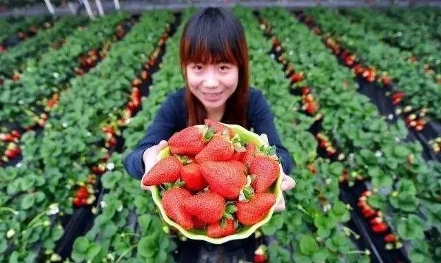 向往的田园生活的感悟,向往田园生活能让人内心宁静