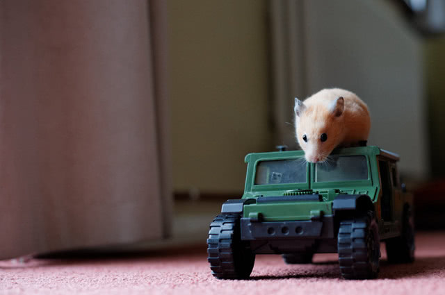 人们对仓鼠的认识,仓鼠最容易被误解的几件事