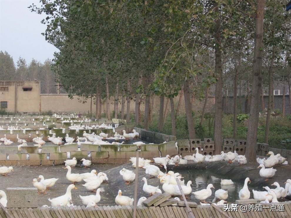 鸭子中暑了是什么意思,鸭中暑发生的原因