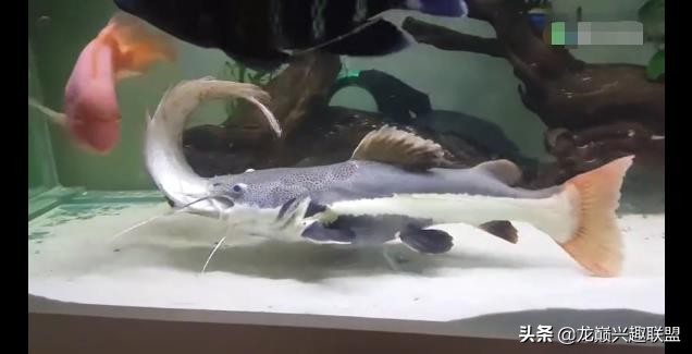 龙鱼吃活食怎么处理,龙鱼吃了异物怎么办