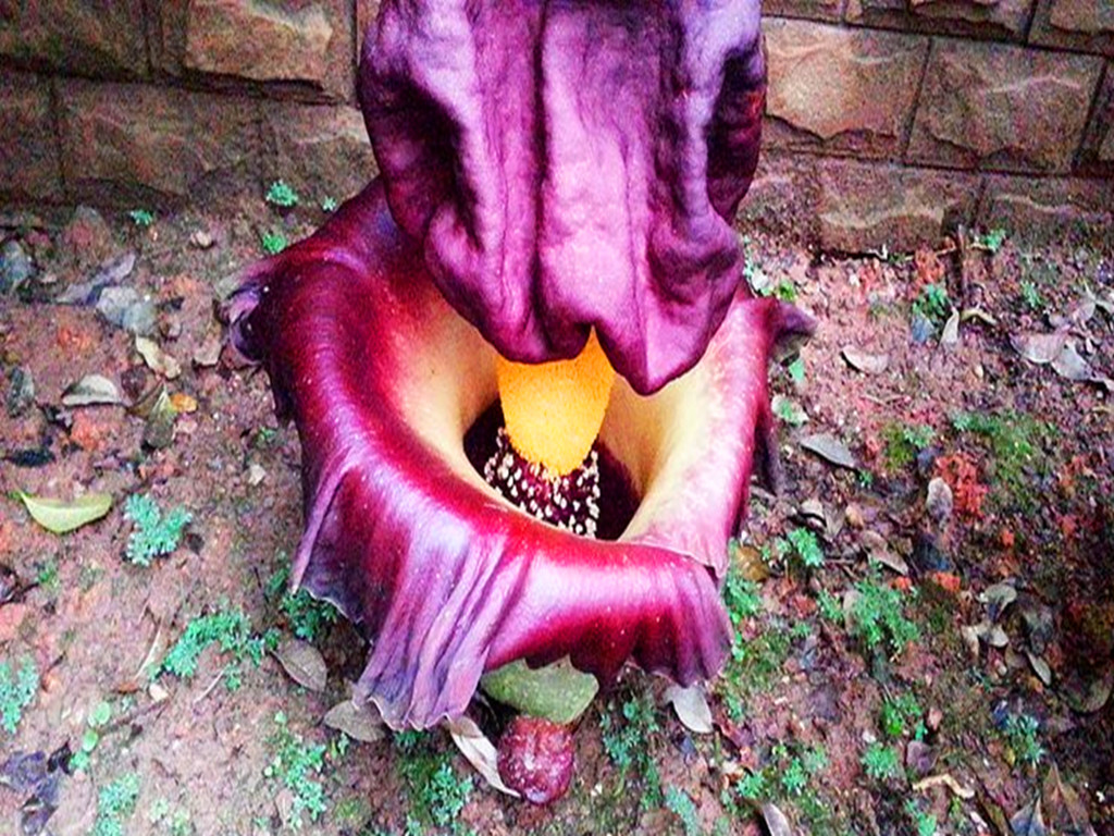 尸香魔芋花为什么这么臭,尸香魔芋碧绿色的来历