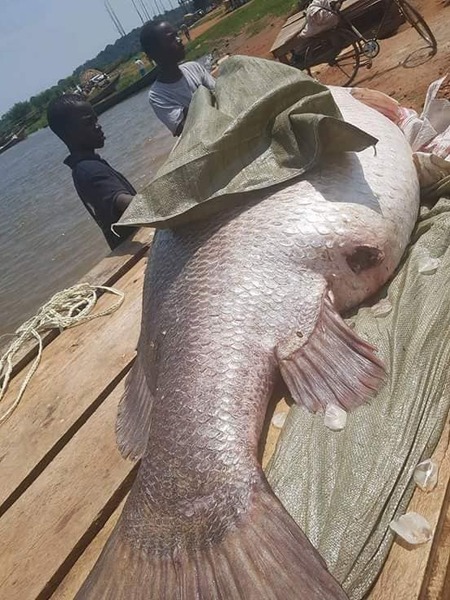 非洲维多利亚湖中泛滥的尼罗河鲈鱼都胖成球了,真的太嚣张了