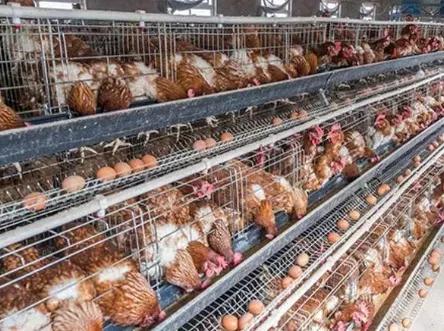 输卵管炎对蛋鸡有什么影响,蛋鸡输卵管炎药上午喂还是下午