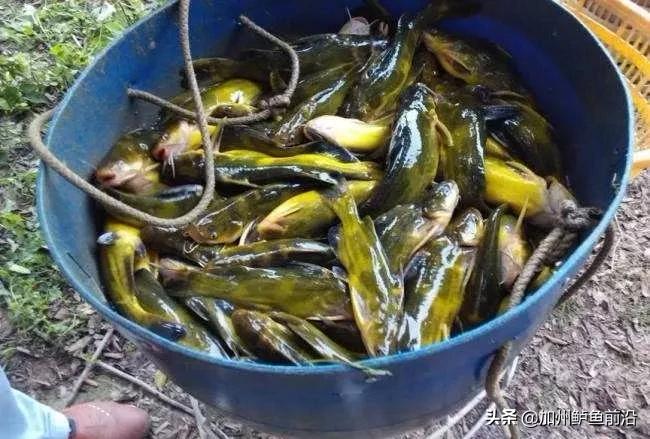 网箱养殖黄颡鱼水霉病防治,黄颡鱼苗水霉病用什么药