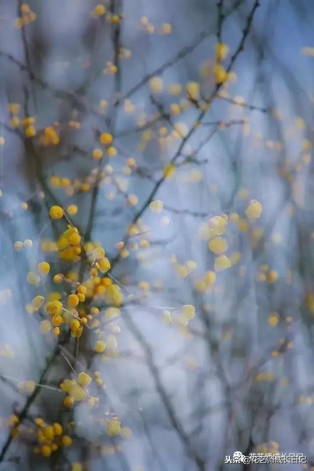 每日一花｜平生相见即眉开，一枝腊梅踏雪来