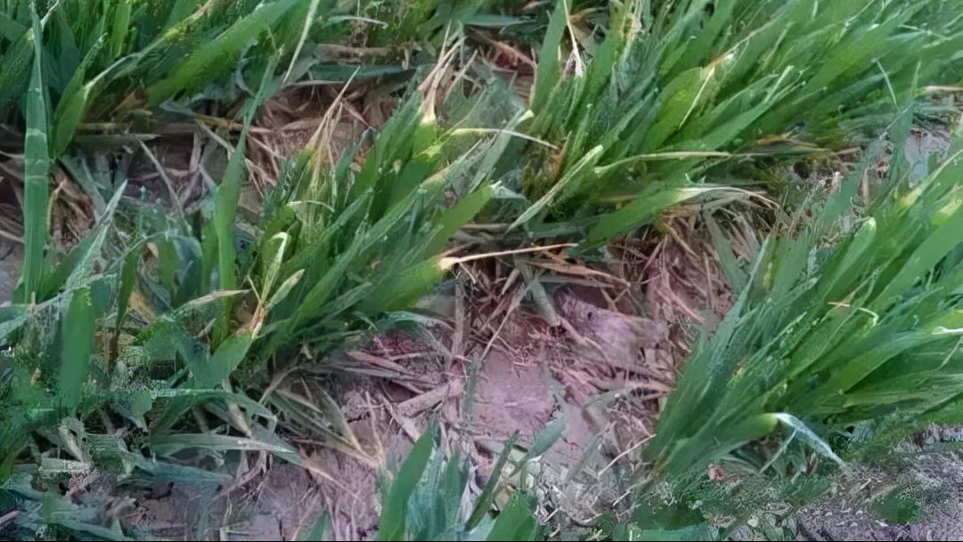 作物发生肥害第几天最严重,作物肥害症状图解