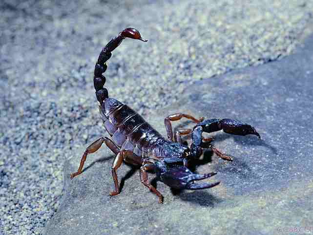 徐州室外养殖蝎子加盟电话,石家庄蝎子养殖加盟