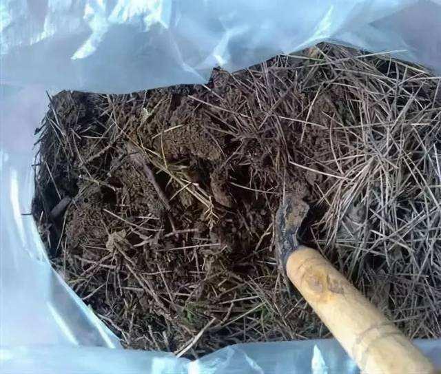 零成本营养土100种自制方法,老花农蚯蚓粪有机营养土