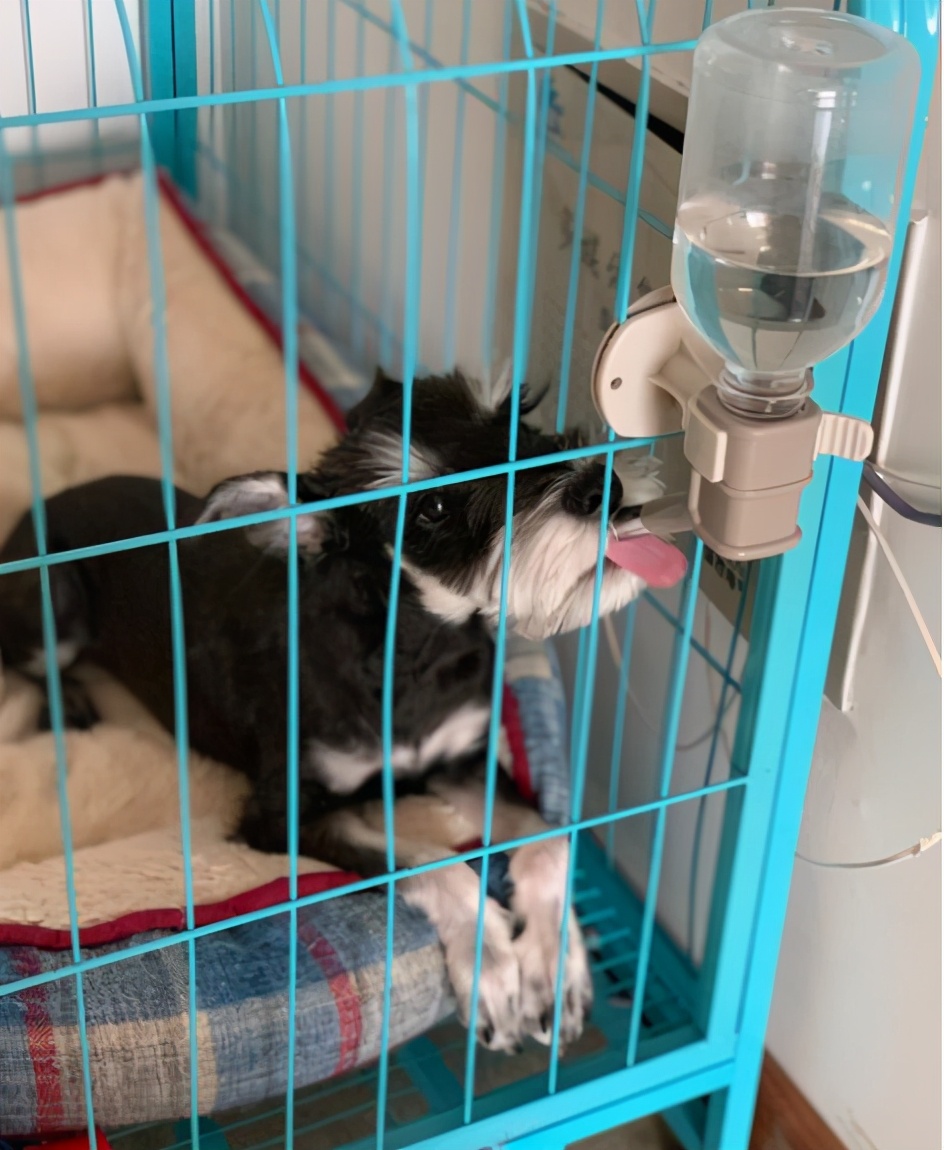 养雪纳瑞的十大忠告,兽医告诫狗狗