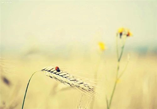 终于把自己熬成了一个孤单的人,终于把自己熬成了孤独的人