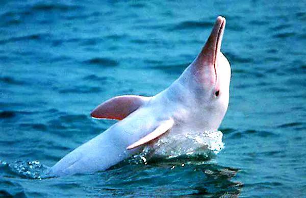 长江禁捕恢复最快的鱼,长江重新被发现的灭绝生物