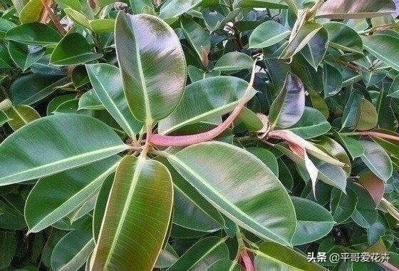 橡皮树叶片耷拉是怎么回事,橡皮树叶子发软下垂怎么回事