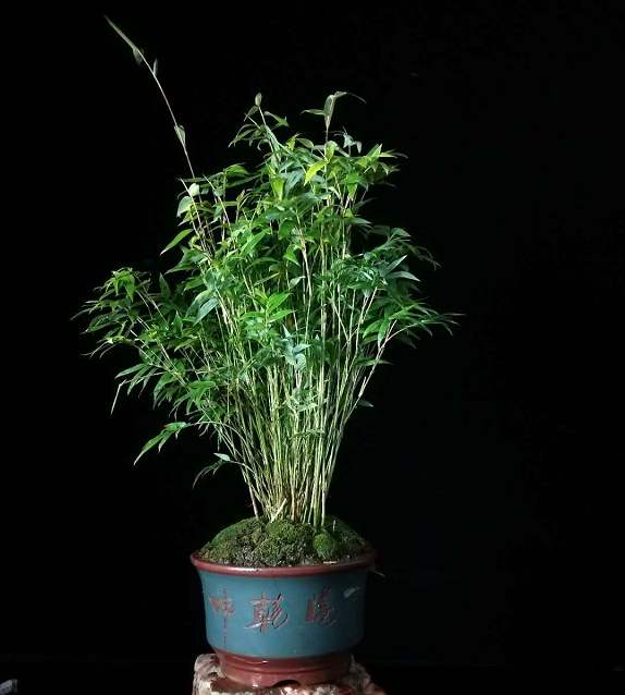 没有院子养不活的植物,既能放盆里又好养的竹子