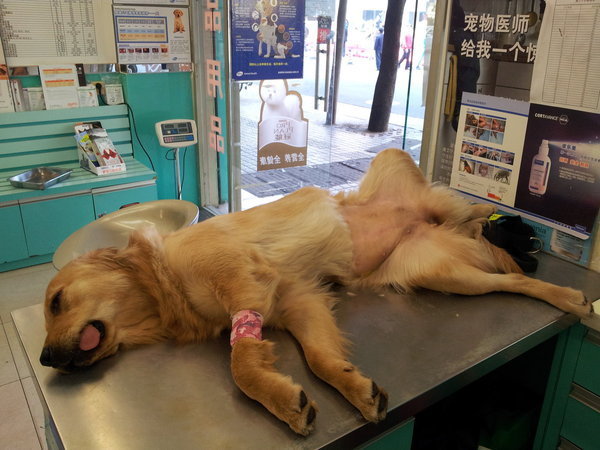 宠物绝育真的假的,想要让猫咪繁育是不是应该不绝育