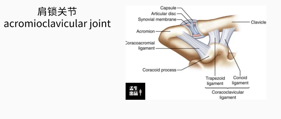 肩锁关节脱位伴钢板固定演示,解剖学肩关节