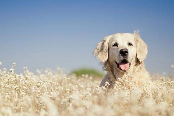 如何饲养可以延长狗狗寿命,狗狗延缓衰老的方法