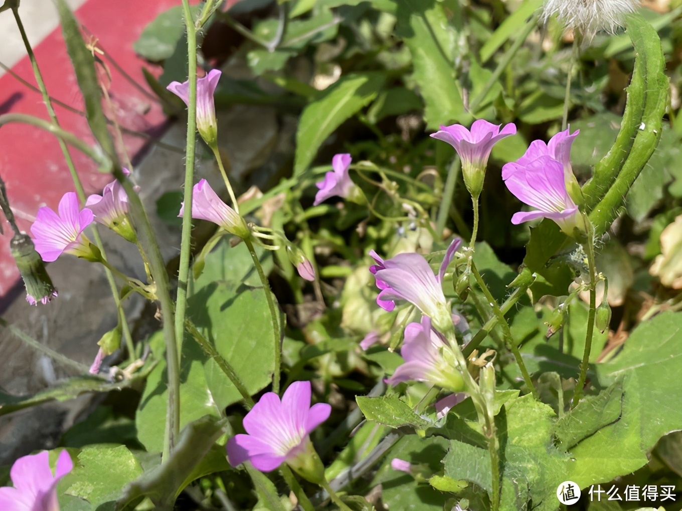 苹果iphone12pro缺点,苹果12promax缺点有哪些