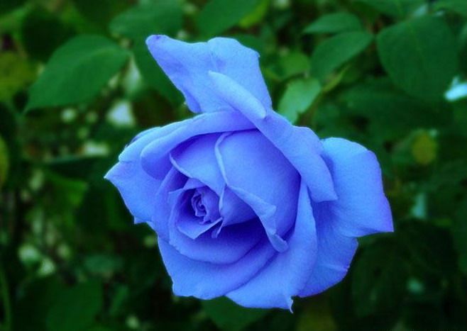 你的生日代表的花语,今天是你的生日花语