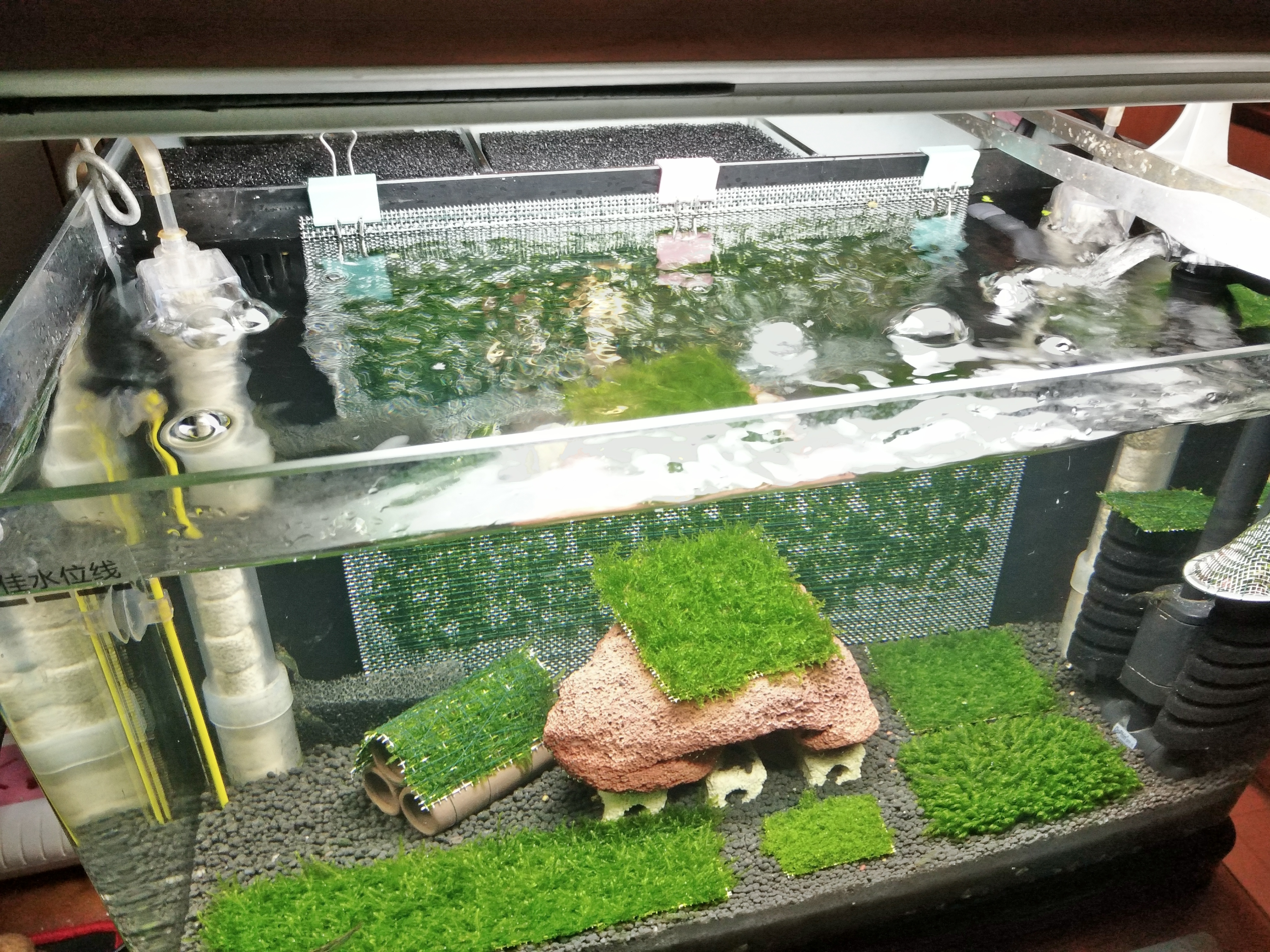 红白纯血水晶虾怎么养好,红白水晶虾的正确养殖方法