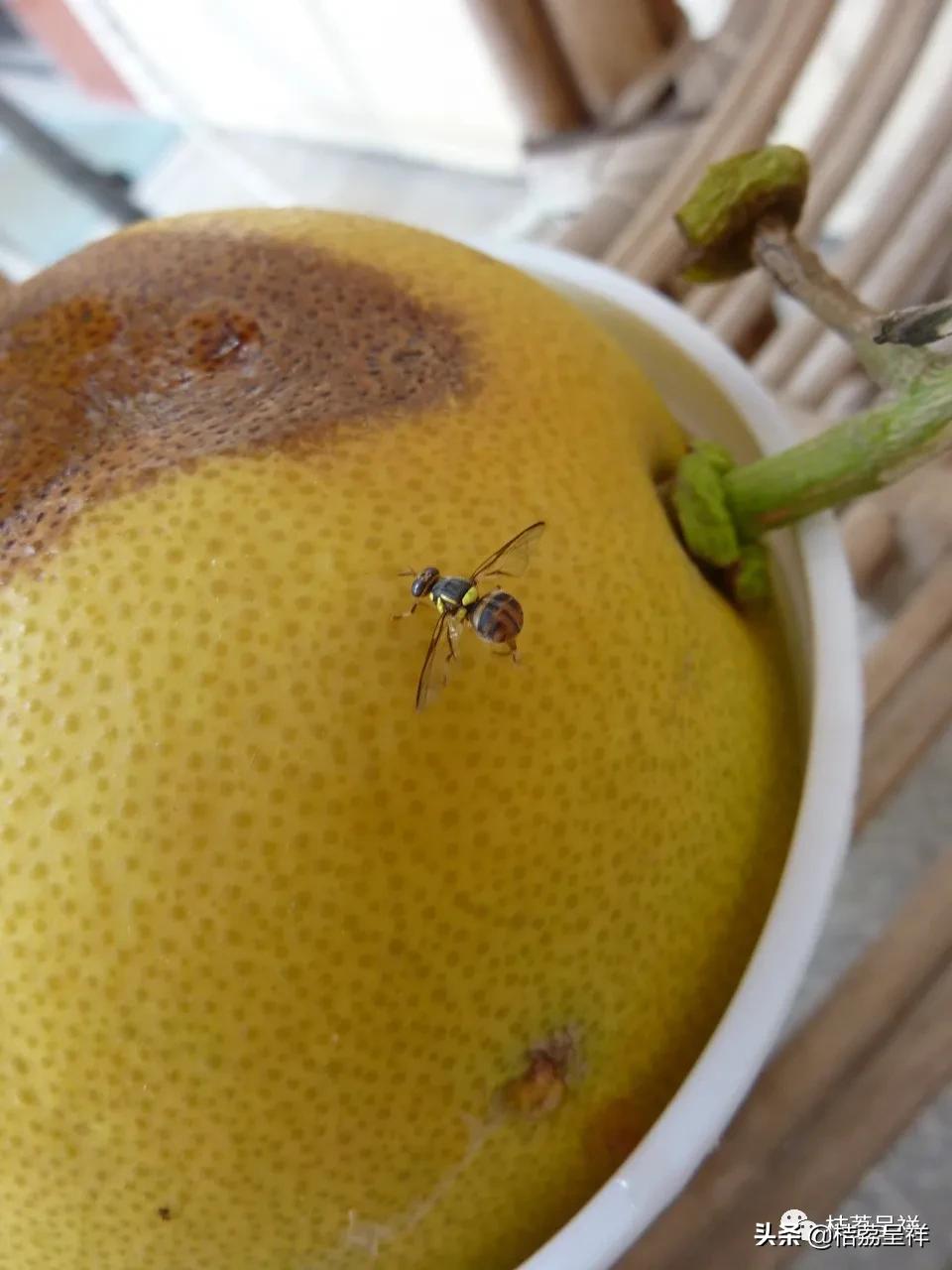 元月份柑桔管理技术,3月份柑桔管理技术