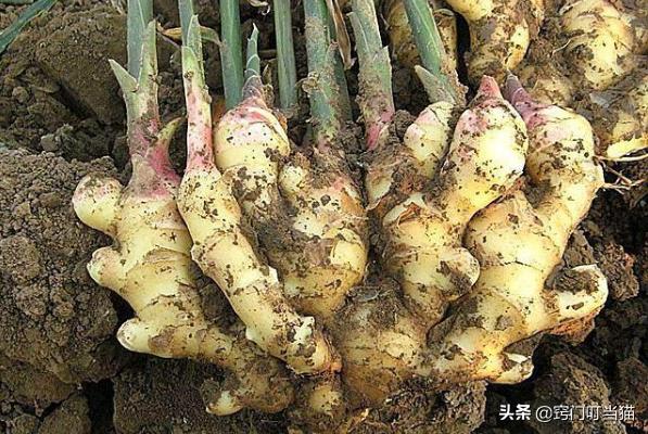 买一块生姜自己种吃一年,买一块生姜自己栽种吃一年