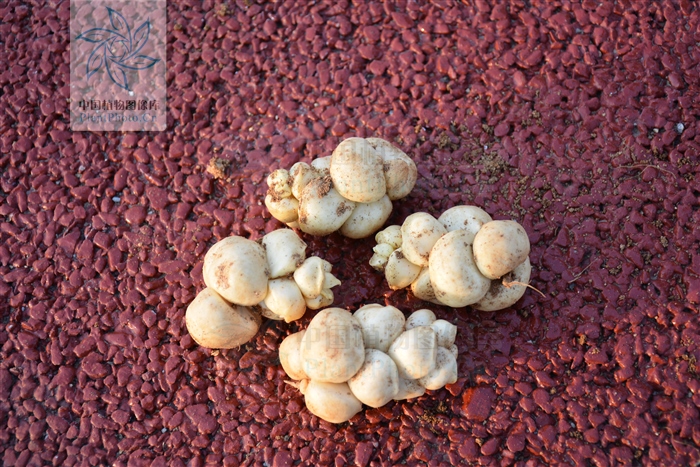 土贝母加哪些中药可以治肺癌,土贝母能祛疣吗