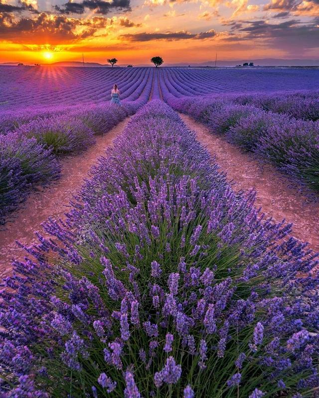 【ROSECASSOU花语笔记】薰衣草